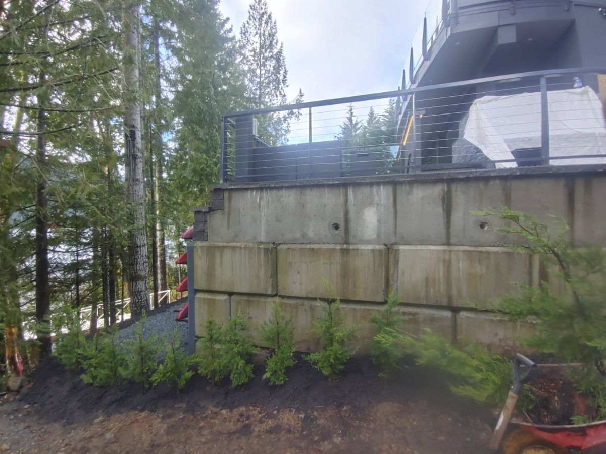 Cedar planting along a retaining wall
